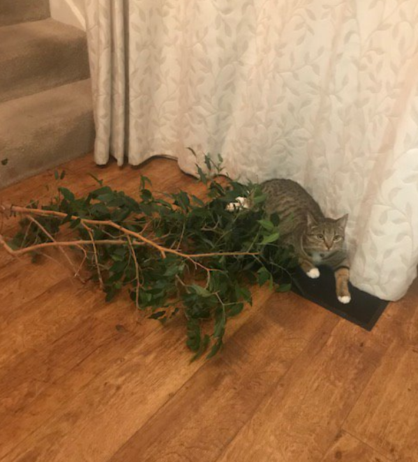 Ruby with plant she knocked over