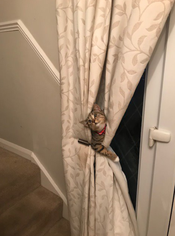 Ruby in the curtain