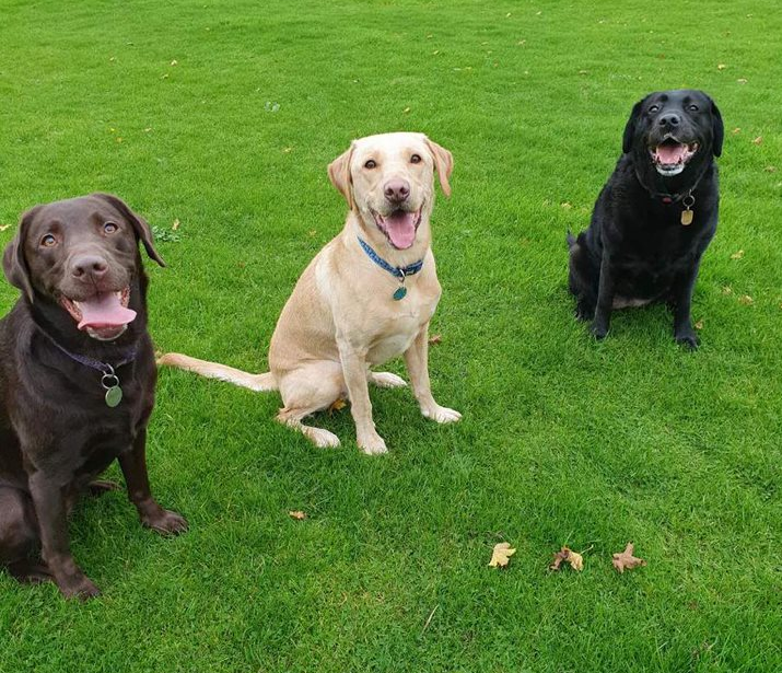 Milly, Dylan & Roxy