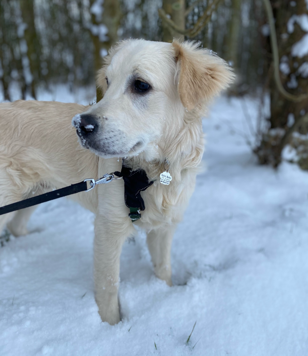 Hudson in the snow