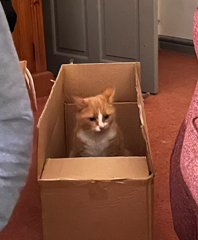 Norma in a cardboard box