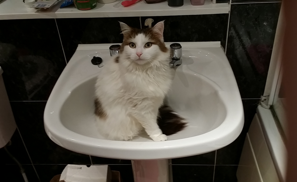 Maisie in a sink