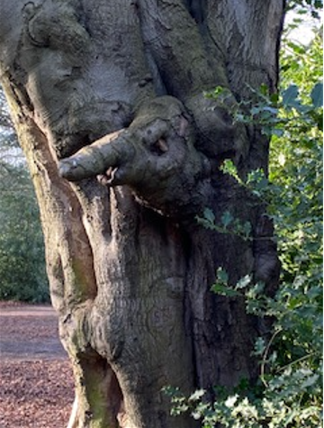 Elephant shaped tree