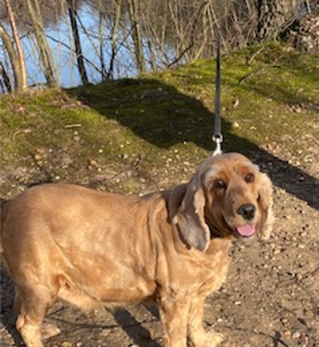 Ruby the cocker spaniel