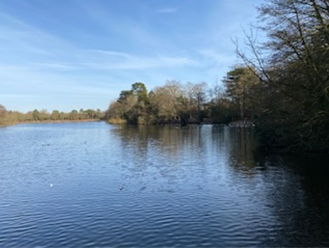 Lake & woods