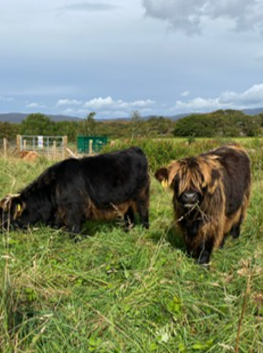 highland cows