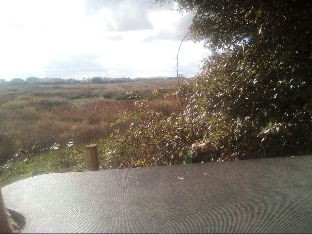 view across field & bushes