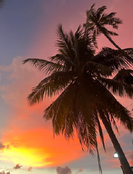 sunset & palm trees