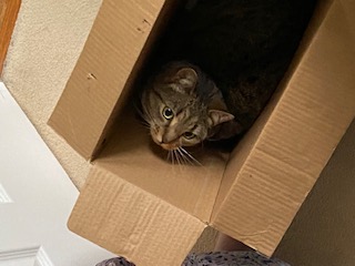 cat in cardboard box