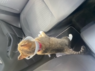 cat in car