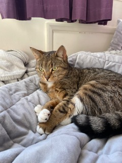 cat on bed