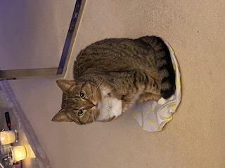 cat on shower cap