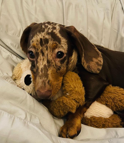 Rolo with toy