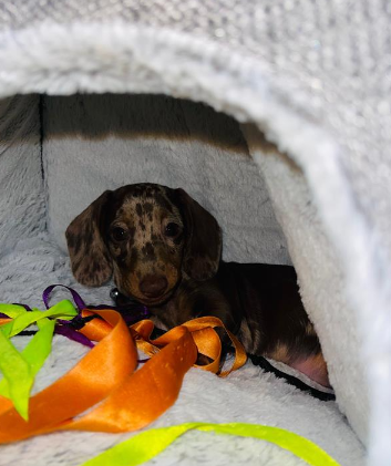 Rolo in his bed