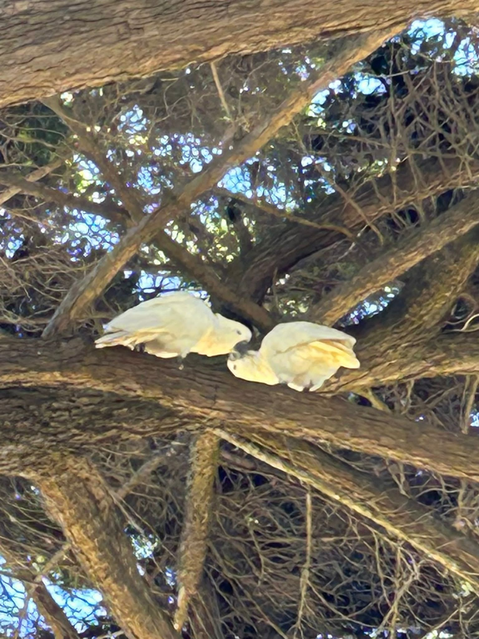 cockatoos