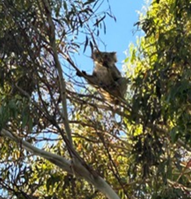 koala