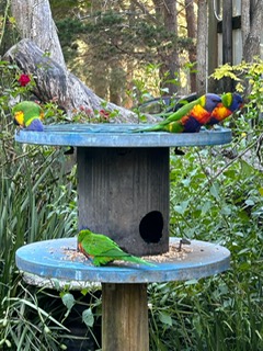 colourful birds