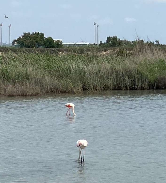 flamingos