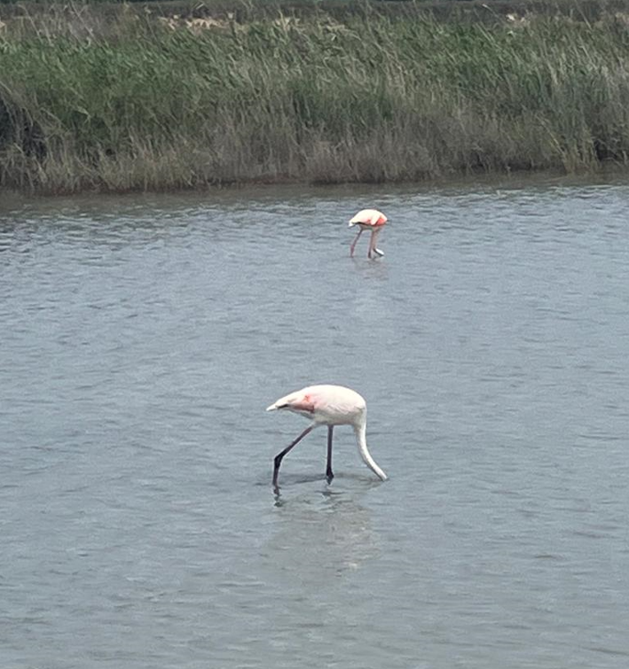 flamingos