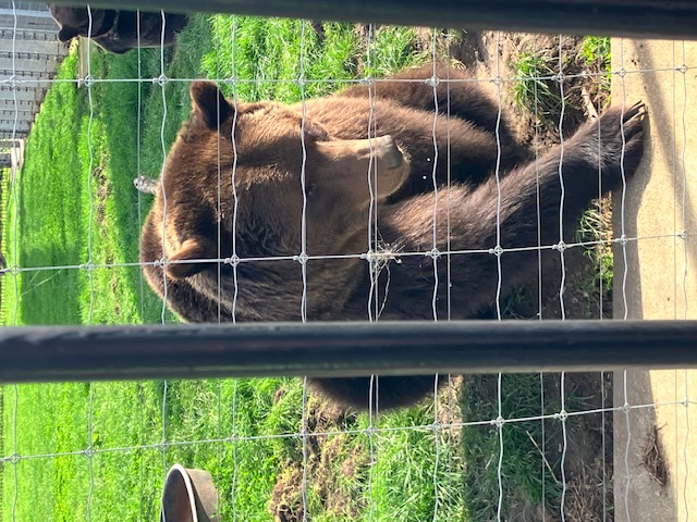 Brown Bear