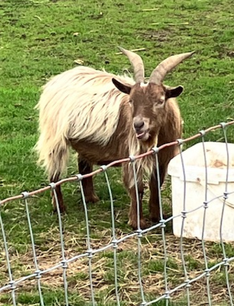 Brown goat