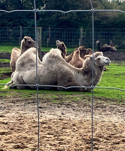 camels