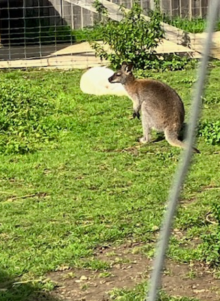 Wallaby