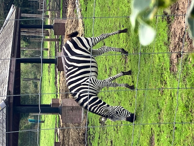 Zebra