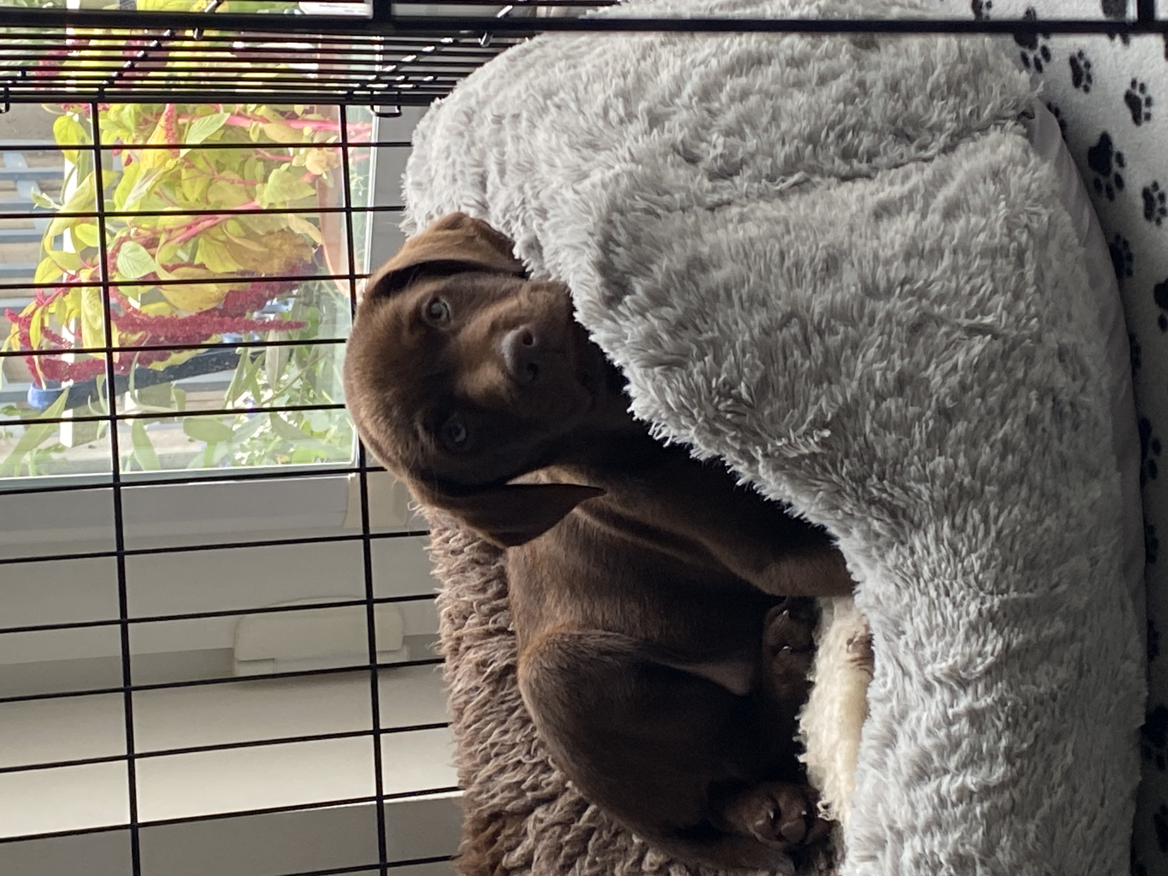 brown puppy in his basket