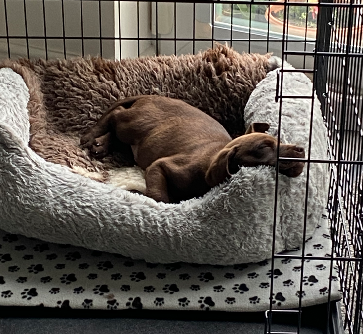 puppy resting his head