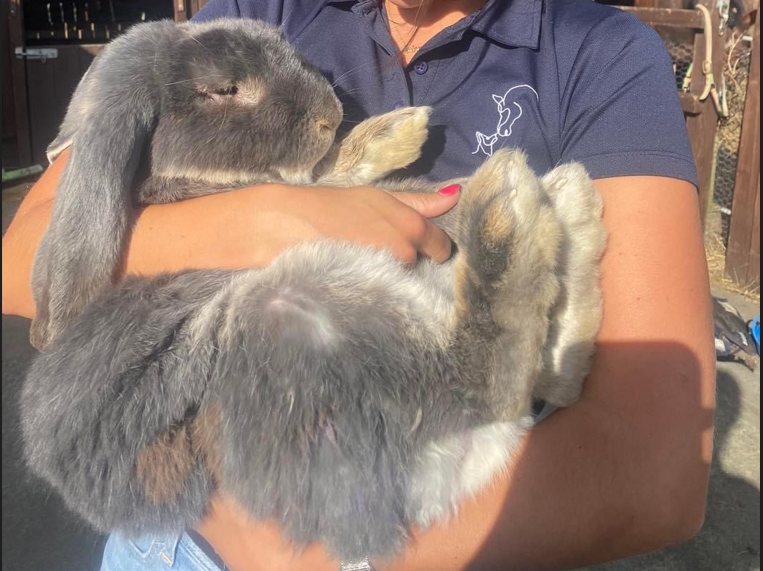 giant rabbit having a cuddle