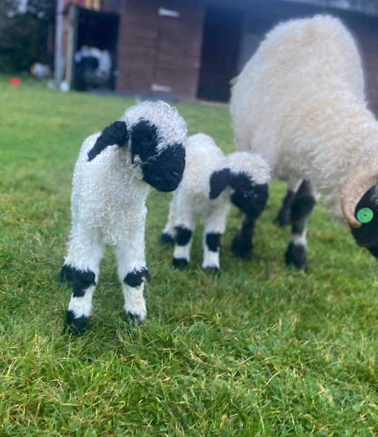 lambs and mum