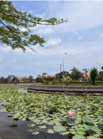 lotus pond