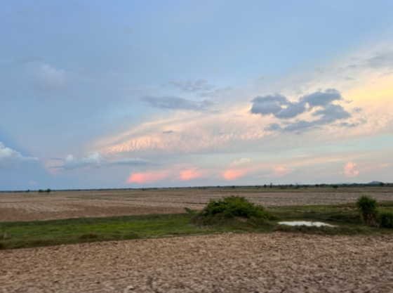 sunset across rice fields