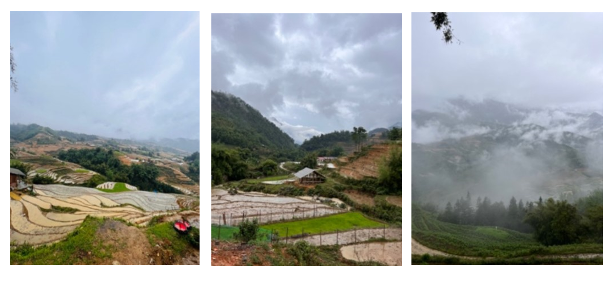 Rice terraces