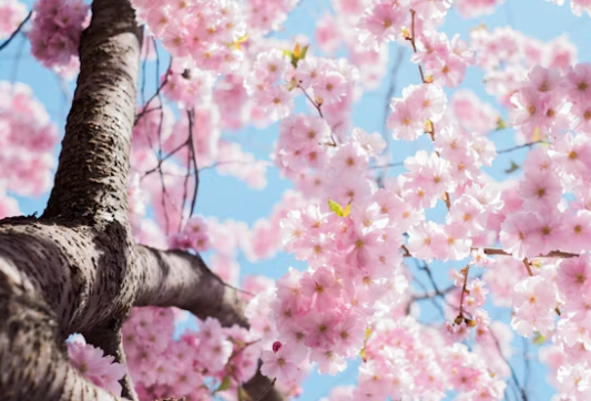 blossom