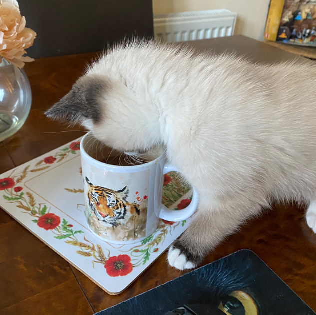 kitten with face in mug