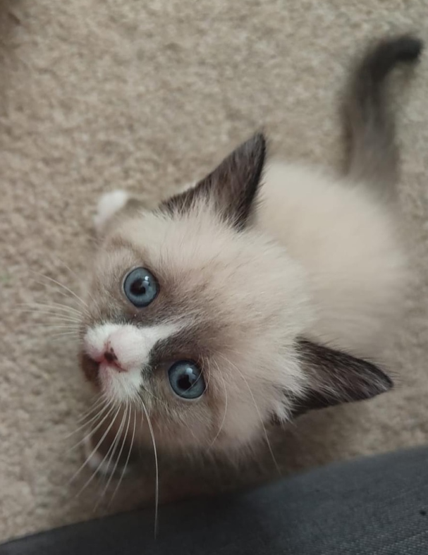 kitten looking upwards