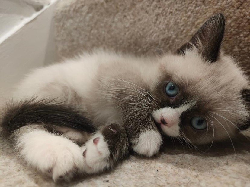 kitten on stairs