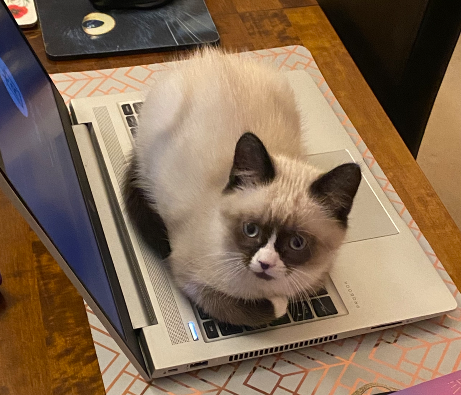 kitten on laptop