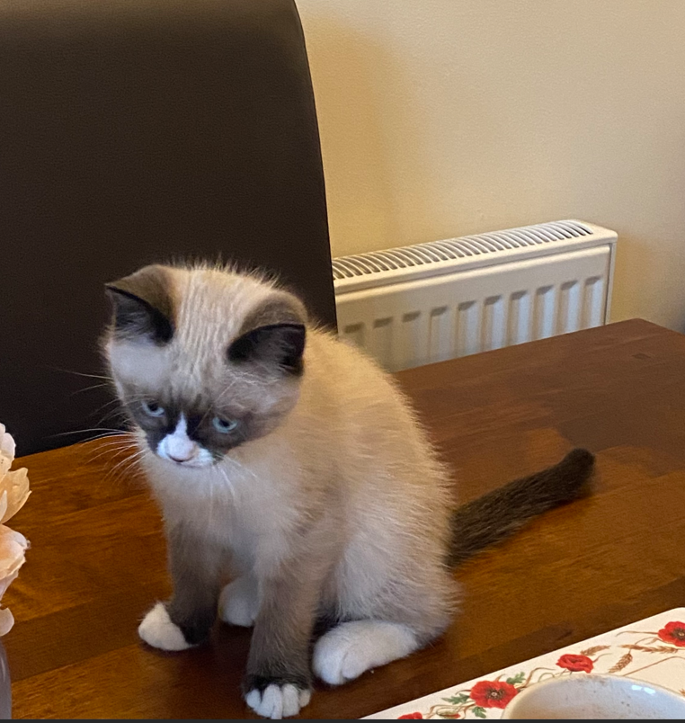 kitten sat on a table