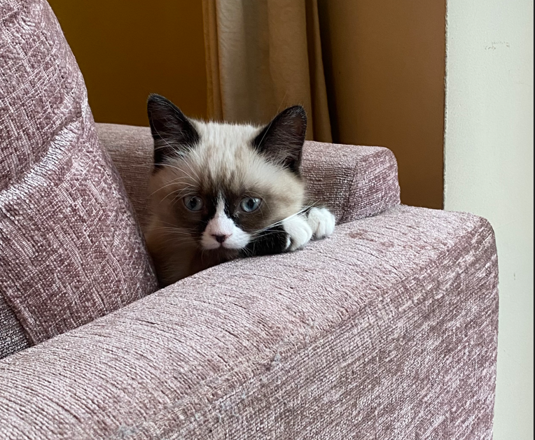 kitten peeking over chair arm