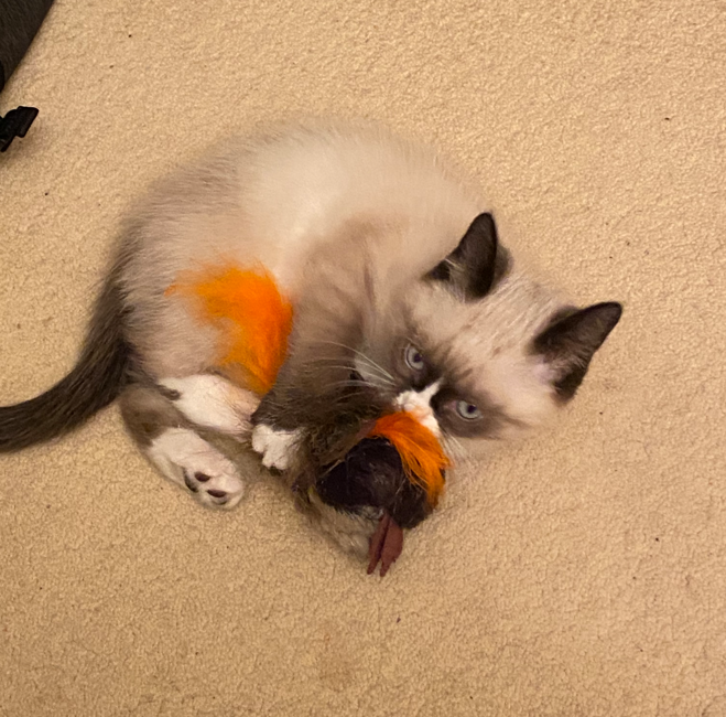 kitten playing with toy