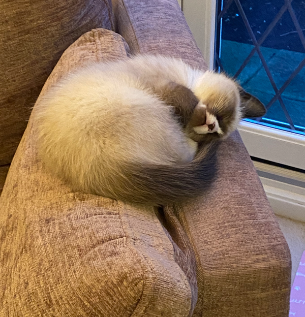 kitten asleep on chair arm