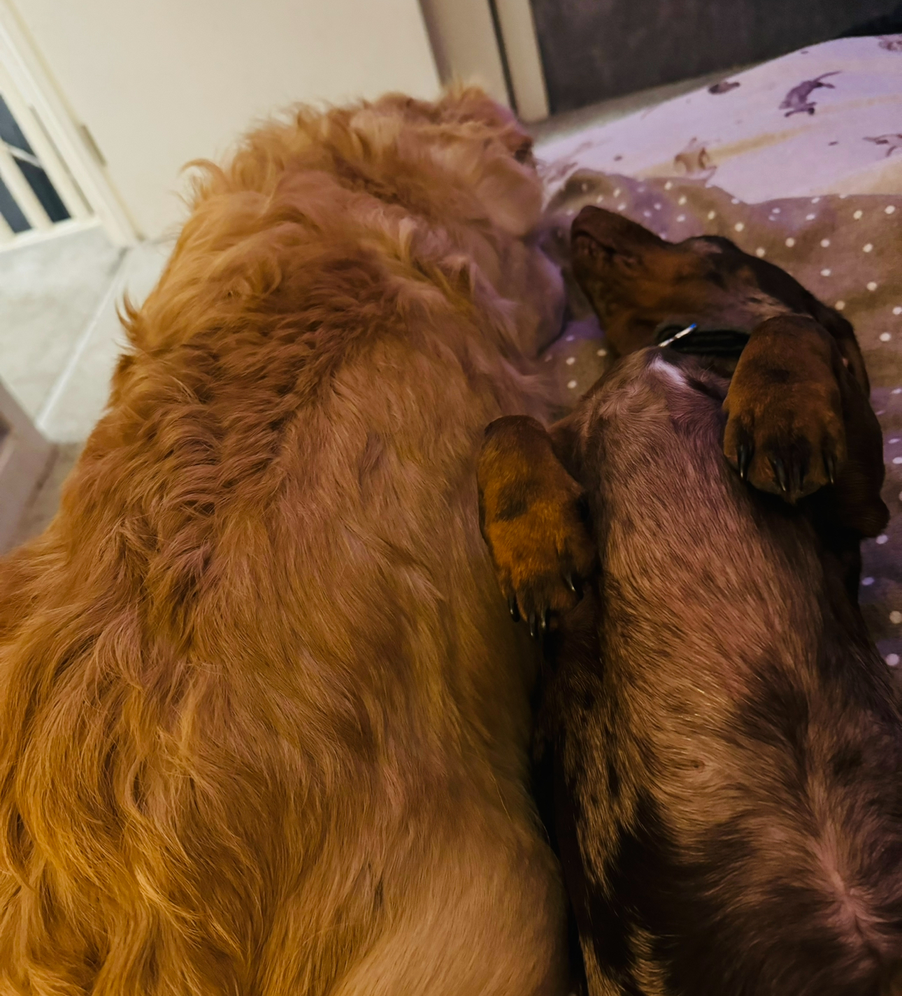 dogs cuddling up