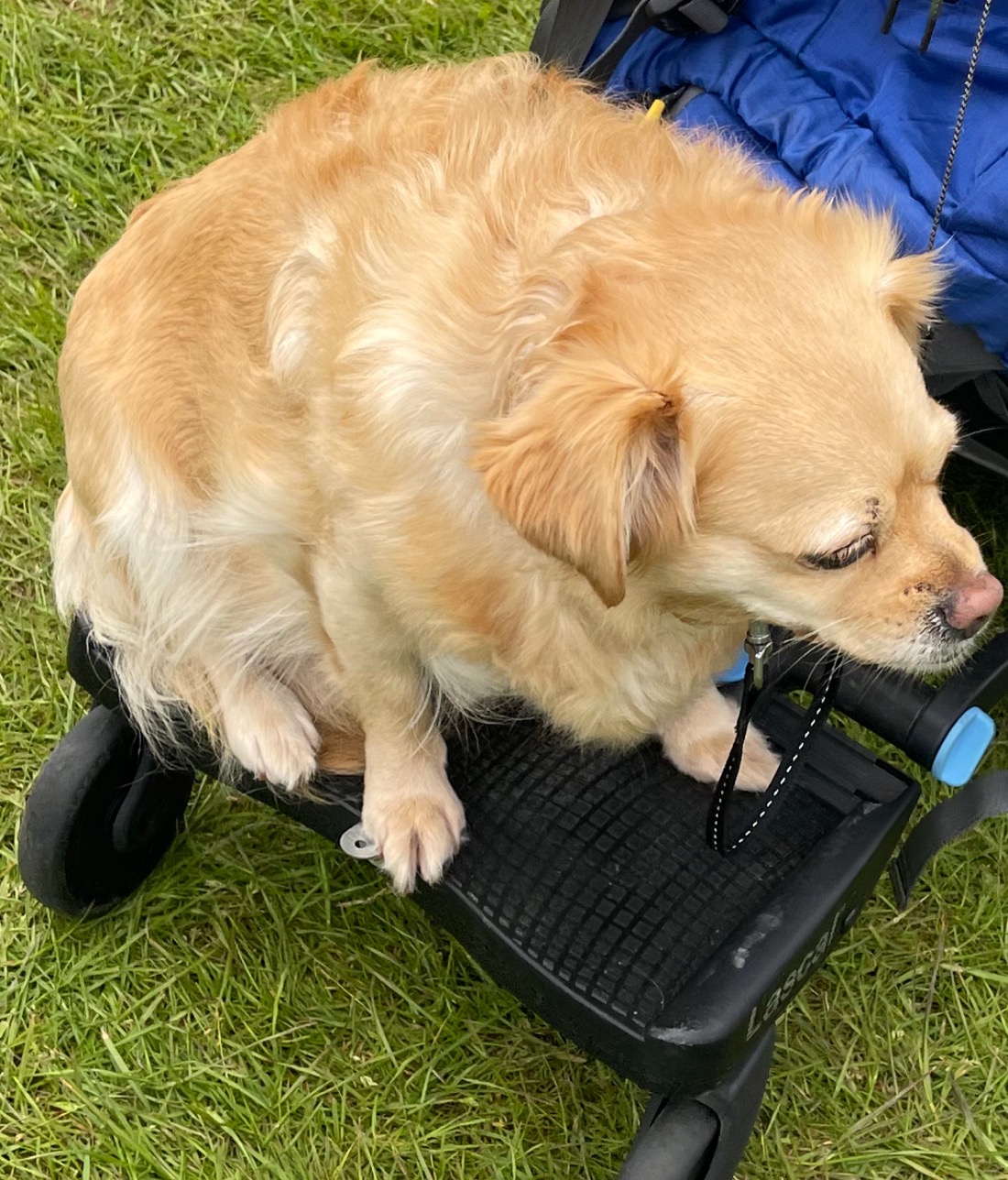 Dog on a cart