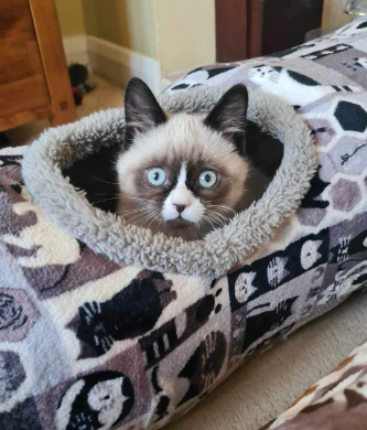 cat with head out of tunnel