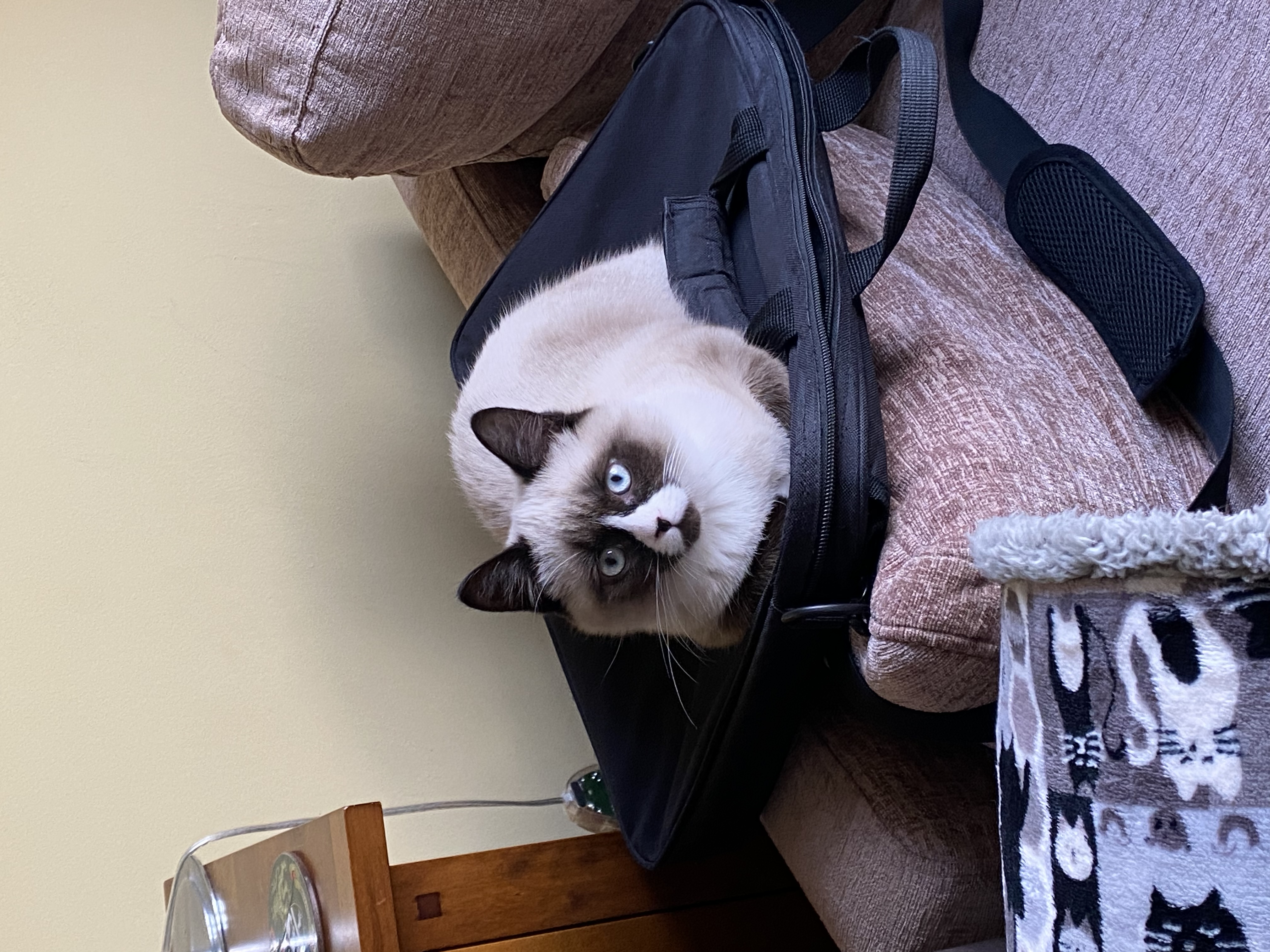 kitten on laptop bag