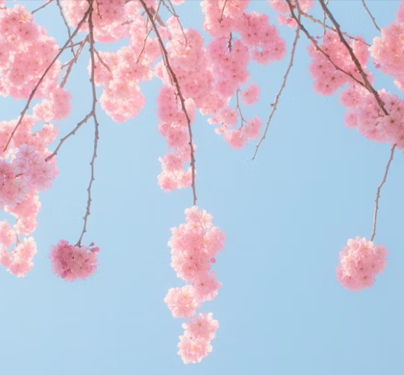 spring blossom