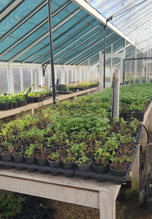 greenhouse plants